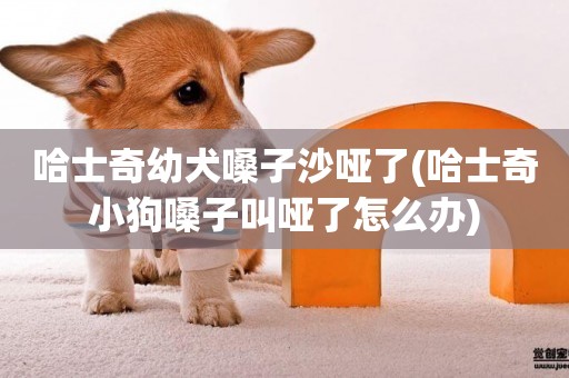 哈士奇幼犬嗓子沙啞了(哈士奇小狗嗓子叫啞了怎么辦)