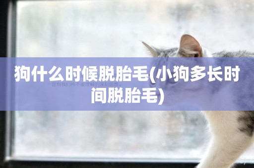 狗什么時候脫胎毛(小狗多長時間脫胎毛)