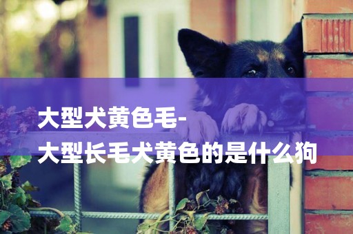 大型犬黃色毛-
大型長毛犬黃色的是什么狗