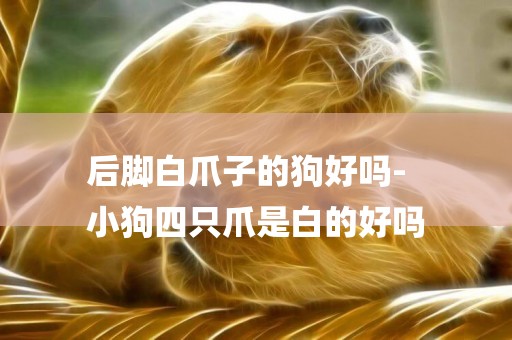 后腳白爪子的狗好嗎-
小狗四只爪是白的好嗎