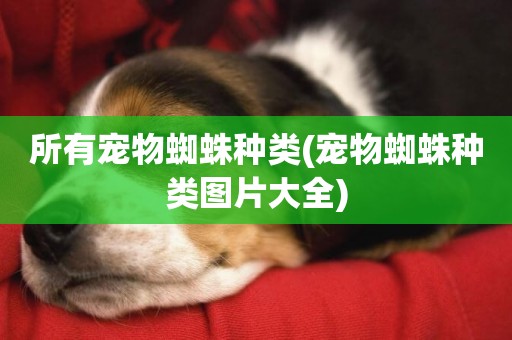 所有寵物蜘蛛種類(寵物蜘蛛種類圖片大全)