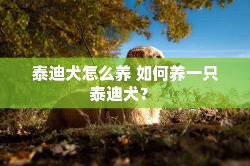 泰迪犬怎么養 如何養一只泰迪犬？ 