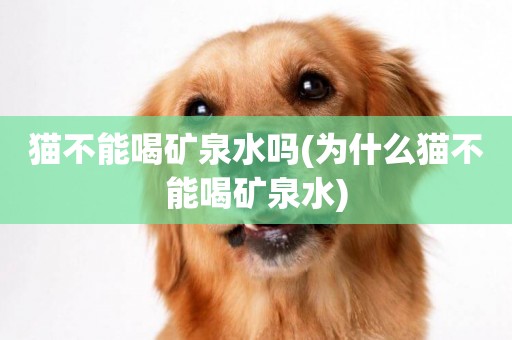 貓不能喝礦泉水嗎(為什么貓不能喝礦泉水)