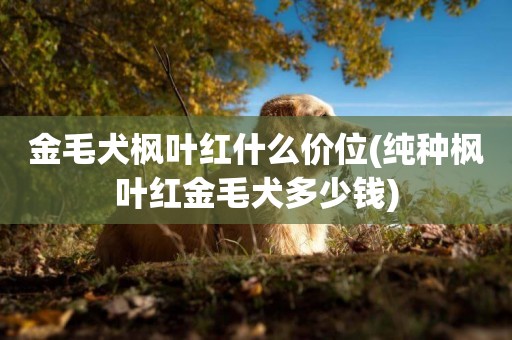 金毛犬楓葉紅什么價位(純種楓葉紅金毛犬多少錢)