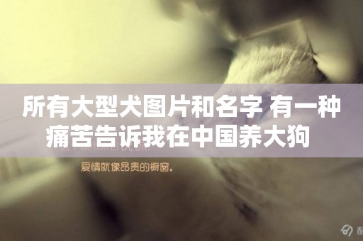 所有大型犬圖片和名字 有一種痛苦告訴我在中國養大狗 