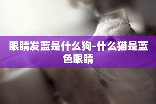 眼睛發藍是什么狗-什么貓是藍色眼睛