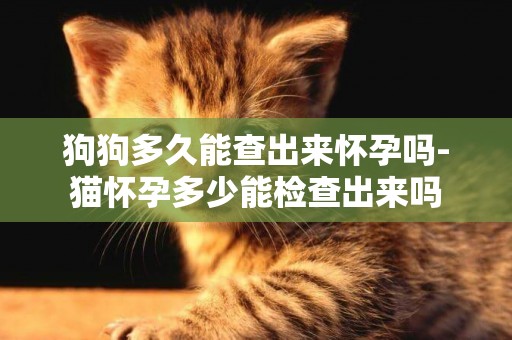狗狗多久能查出來懷孕嗎-貓懷孕多少能檢查出來嗎