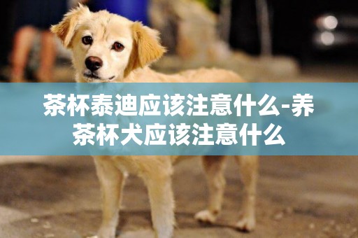茶杯泰迪應該注意什么-養茶杯犬應該注意什么