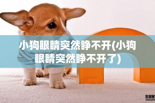 小狗眼睛突然睜不開(小狗眼睛突然睜不開了)
