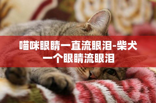 喵咪眼睛一直流眼淚-柴犬一個眼睛流眼淚