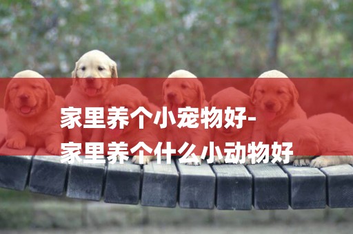 家里養個小寵物好-
家里養個什么小動物好