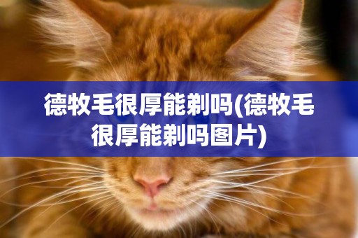 德牧毛很厚能剃嗎(德牧毛很厚能剃嗎圖片)