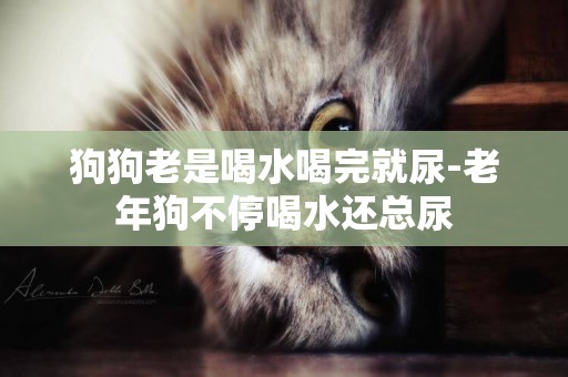 狗狗老是喝水喝完就尿-老年狗不停喝水還總尿
