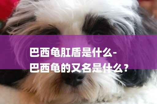 巴西龜肛盾是什么-
巴西龜的又名是什么？