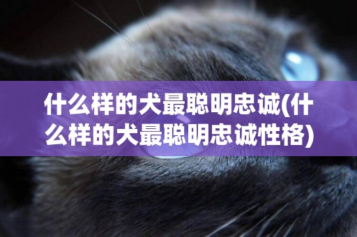 什么樣的犬最聰明忠誠(什么樣的犬最聰明忠誠性格)