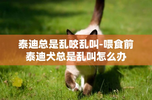 泰迪總是亂咬亂叫-喂食前泰迪犬總是亂叫怎么辦