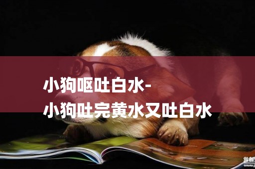 小狗嘔吐白水-
小狗吐完黃水又吐白水