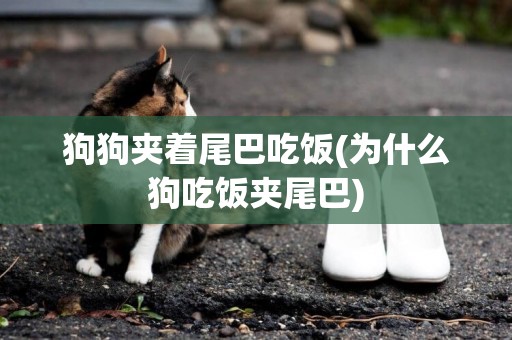 狗狗夾著尾巴吃飯(為什么狗吃飯夾尾巴)