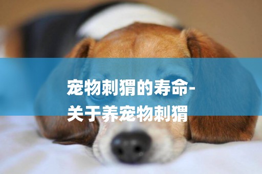寵物刺猬的壽命-
關于養寵物刺猬