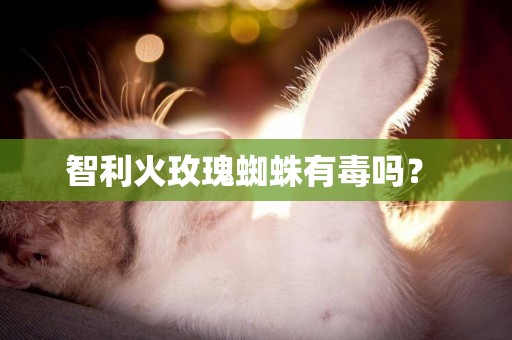 智利火玫瑰蜘蛛有毒嗎？ 