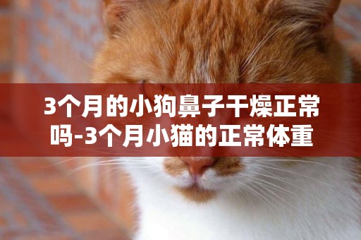 3個月的小狗鼻子干燥正常嗎-3個月小貓的正常體重