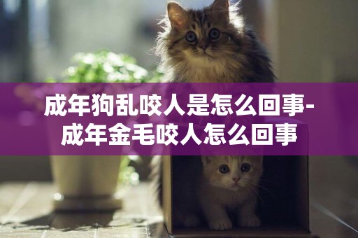 成年狗亂咬人是怎么回事-成年金毛咬人怎么回事