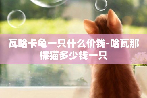 瓦哈卡龜一只什么價錢-哈瓦那棕貓多少錢一只