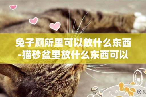 兔子廁所里可以放什么東西-貓砂盆里放什么東西可以驅小飛蟲
