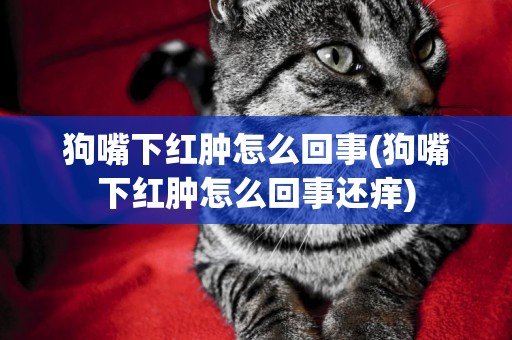 狗嘴下紅腫怎么回事(狗嘴下紅腫怎么回事還癢)
