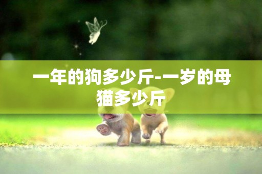 一年的狗多少斤-一歲的母貓多少斤