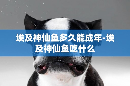 埃及神仙魚多久能成年-埃及神仙魚吃什么