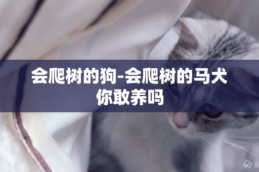 會爬樹的狗-會爬樹的馬犬你敢養嗎