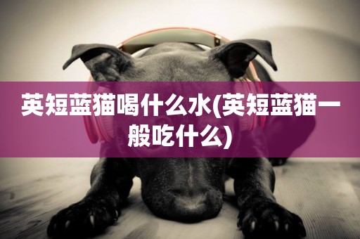 英短藍貓喝什么水(英短藍貓一般吃什么)