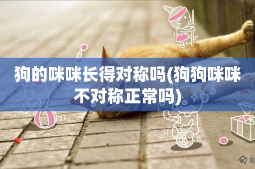 狗的咪咪長得對稱嗎(狗狗咪咪不對稱正常嗎)