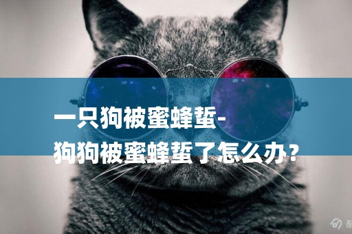 一只狗被蜜蜂蜇-
狗狗被蜜蜂蜇了怎么辦？