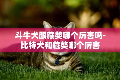 斗牛犬跟藏獒哪個厲害嗎-比特犬和藏獒哪個厲害