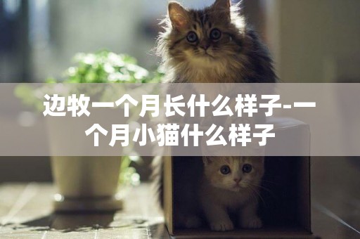邊牧一個月長什么樣子-一個月小貓什么樣子