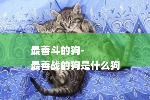 最善斗的狗-
最善戰的狗是什么狗