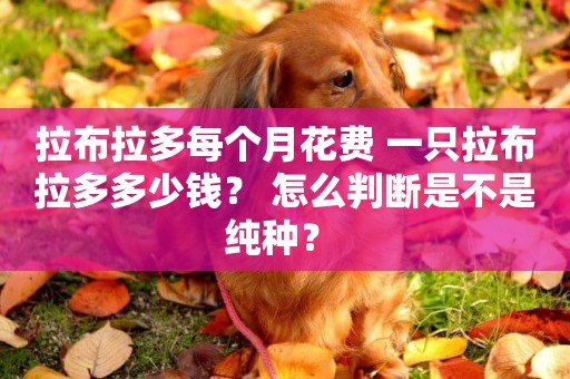 拉布拉多每個月花費 一只拉布拉多多少錢？ 怎么判斷是不是純種？ 