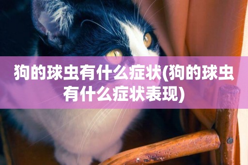 狗的球蟲有什么癥狀(狗的球蟲有什么癥狀表現)