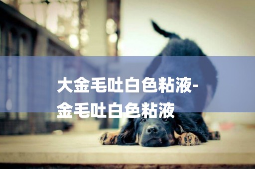 大金毛吐白色粘液-
金毛吐白色粘液