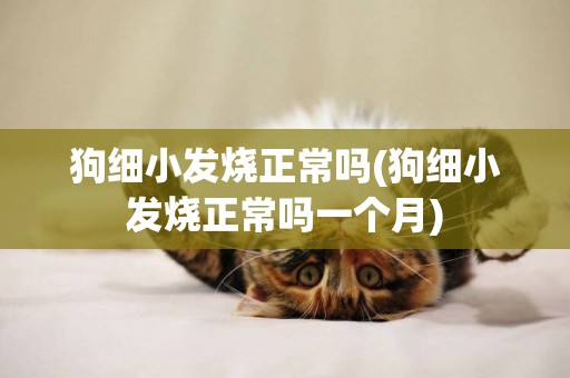 狗細小發燒正常嗎(狗細小發燒正常嗎一個月)