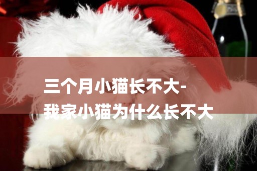 三個月小貓長不大-
我家小貓為什么長不大