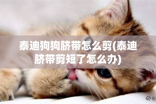 泰迪狗狗臍帶怎么剪(泰迪臍帶剪短了怎么辦)