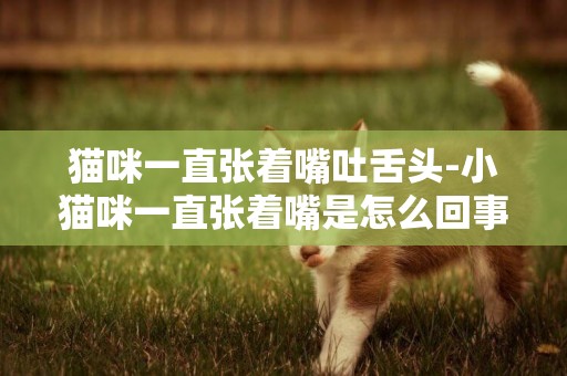 貓咪一直張著嘴吐舌頭-小貓咪一直張著嘴是怎么回事