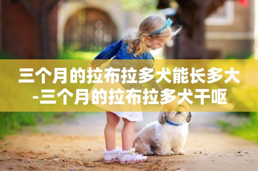 三個月的拉布拉多犬能長多大-三個月的拉布拉多犬干嘔