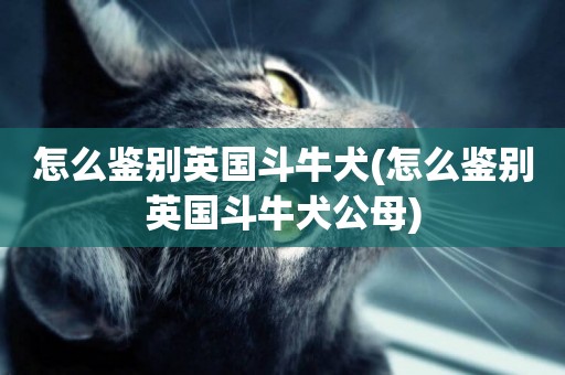 怎么鑒別英國斗牛犬(怎么鑒別英國斗牛犬公母)