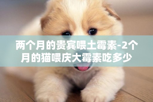 兩個月的貴賓喂土霉素-2個月的貓喂慶大霉素吃多少