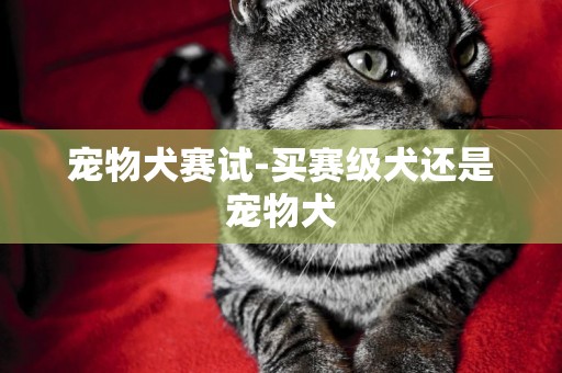 寵物犬賽試-買賽級犬還是寵物犬