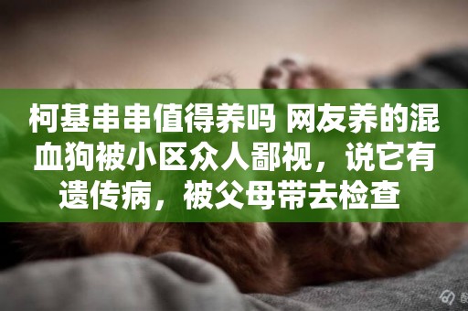 柯基串串值得養嗎 網友養的混血狗被小區眾人鄙視，說它有遺傳病，被父母帶去檢查 